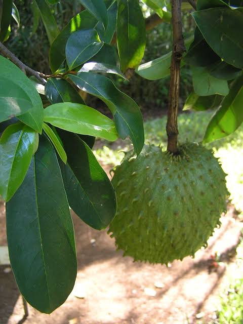 WONDERS OF SOURSOP OR GRAVIOLA | 6. Jul, 2022